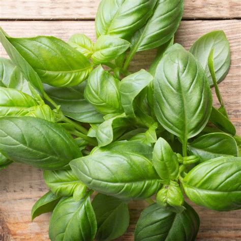 Basil Substitute: 17+ Easy Alternatives For Fresh Or Dry Basil