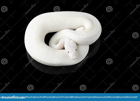 White Ball Python 的图像结果