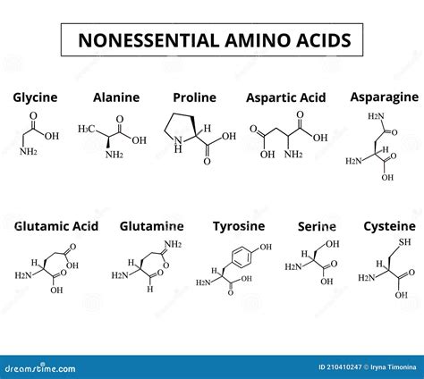 Nonessential Amino Acids. a Set of Amino Acids. Chemical Molecular ...