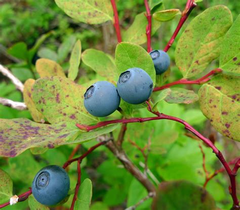 Wild Blueberry Leaves