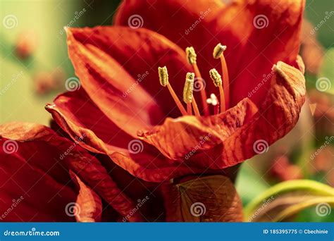 Image from the Pistils of Red Amaryllis Amaryllidaceae, Plant Genus St. Joseph`s Lilies ...