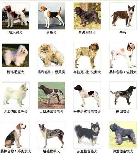 宠物狗狗品种大全及图片带名字-世界名犬品种