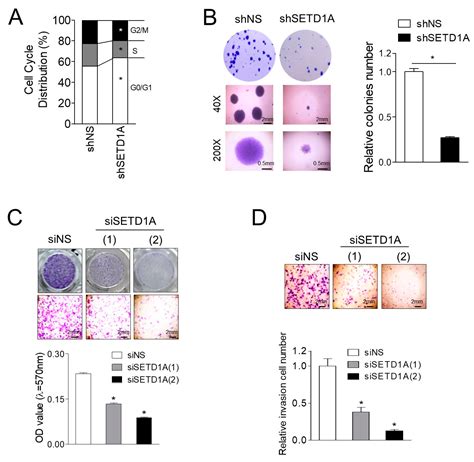 SETD1A Promotes Proliferation of Castration-Resistant Prostate Cancer ...