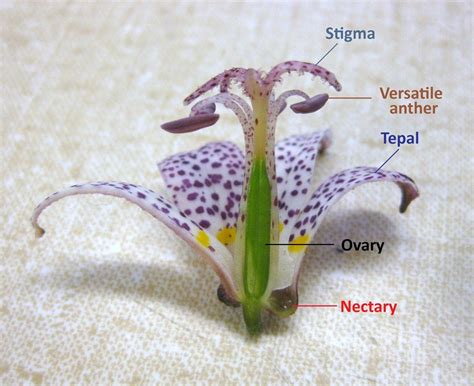 Stigma In Plant