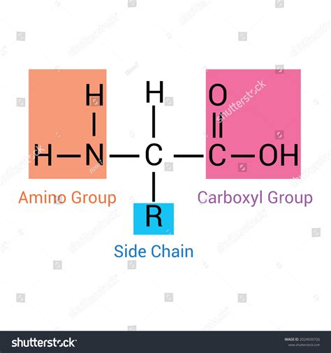 Amino Acids Basic Structure