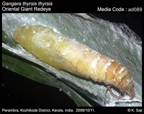 Gangara thyrsis | Butterfly