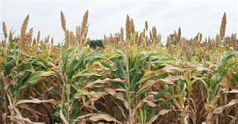 As millets come back in vogue, Indian university launches country’s ...