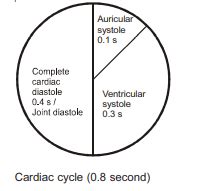 A cardiac cycle involves - Tardigrade
