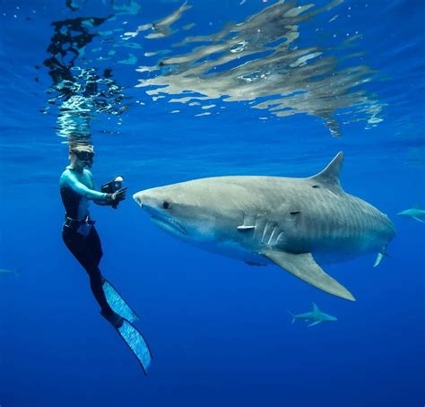 Are Tiger Sharks Dangerous? Exploring the Facts and Myths – The Surfing ...