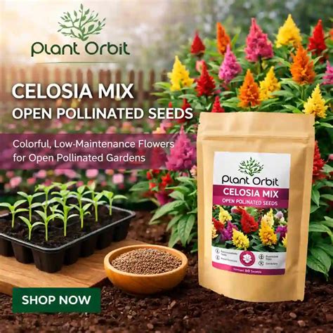 Best Celosia Mix Open Pollinated Seeds in India – Plant Orbit