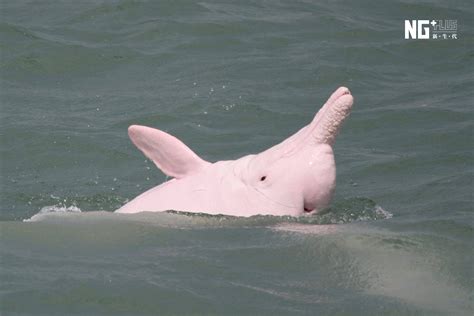 帶著一身粉紅皮膚的中華白海豚（又稱印太洋駝海豚），會利用回聲定位來覓捕獵。但目前中華白海豚與其他動物，正飽受水下噪音汙染之苦 ...