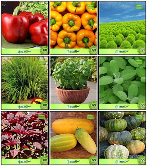 Creative Farmer Plant Seeds Combo Herb Seeds and Flower Seeds ...
