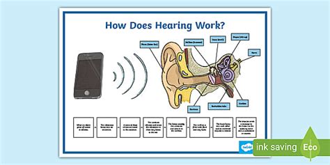How Does Hearing Work? (teacher made) - Twinkl