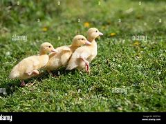 Image result for Cute Yellow Baby Chicks