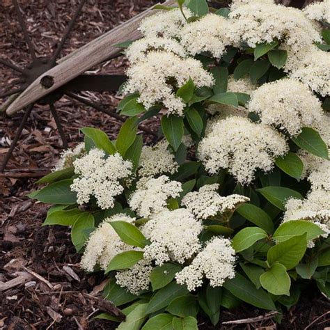 Viburnum Cassinoides Lil Ditty Witherod Viburnum | SiteOne