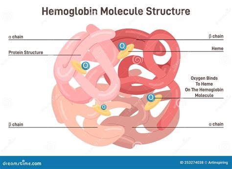 Abbreviation Of Hemoglobin