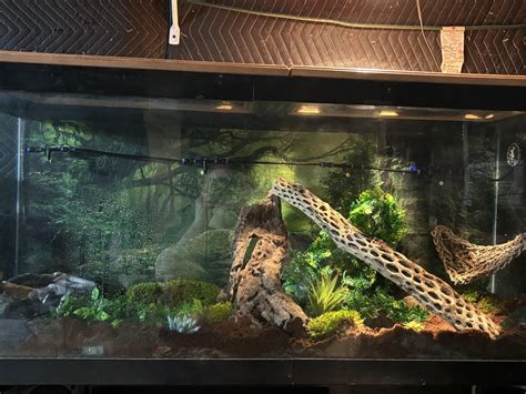 Image result for Ball Python Setup Checklist