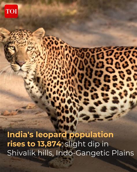 India’s Leopard Population rises to 13,874 - Civilsdaily