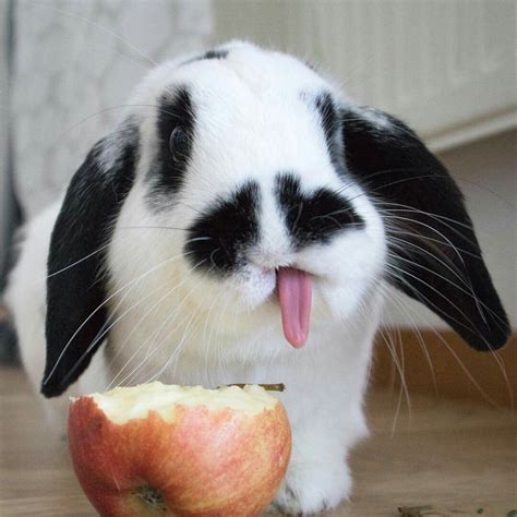 Can Baby Bunnies Have Apple Sticks at Geri Hodge blog