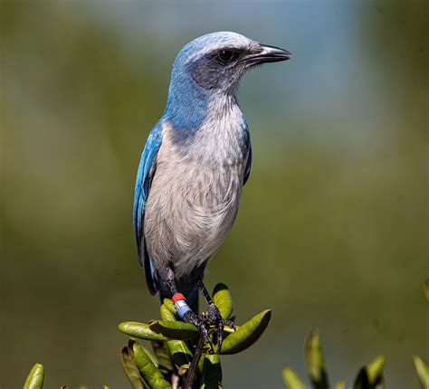 12 endangered and threatened species in Florida. What to know