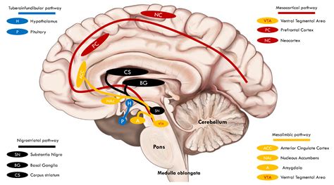 Dopamine in the Regulation of Glucose Homeostasis, Pathogenesis of Type ...