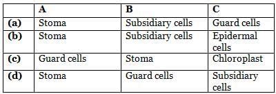 Given figures (P and Q) represent the stomatal apparatus of dicot and ...