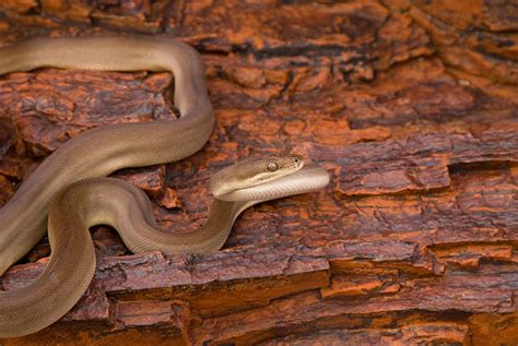 Image result for How to Make a Olive Python Nesting