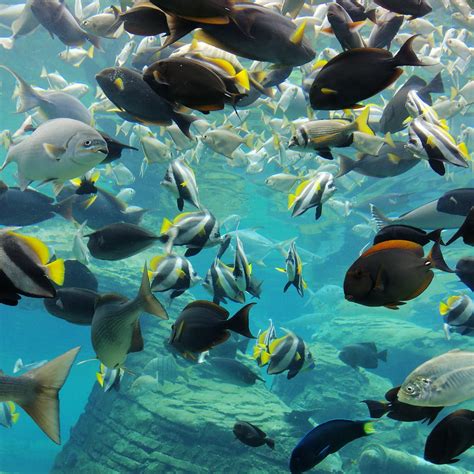 USHAKA SEA WORLD (2024) All You Need to Know BEFORE You Go (with Photos ...