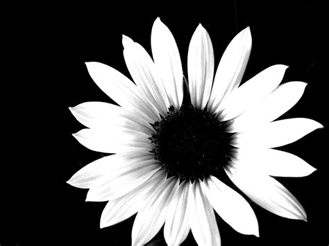 Image result for High Contrast Color Photography