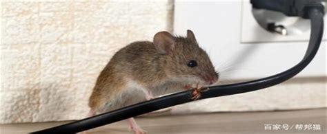 家里有老鼠怎么办，怎么才能把老鼠消灭？_环境_食物_地方