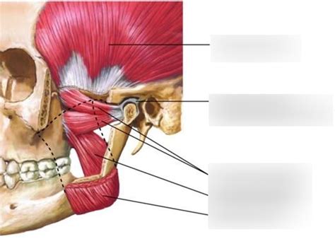 Muscles of Mastication Lecture 的图像结果