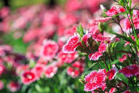 A Guide To Annuals Versus Perennials Hgtv