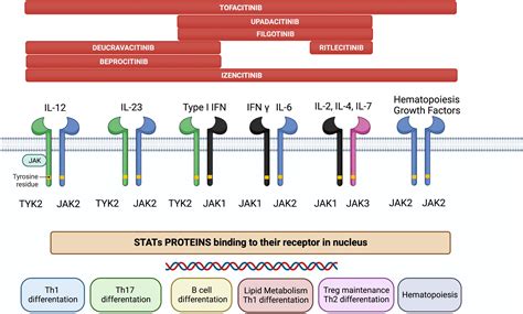 Frontiers | JAK inhibitors: A new dawn for oral therapies in inflammatory bowel diseases