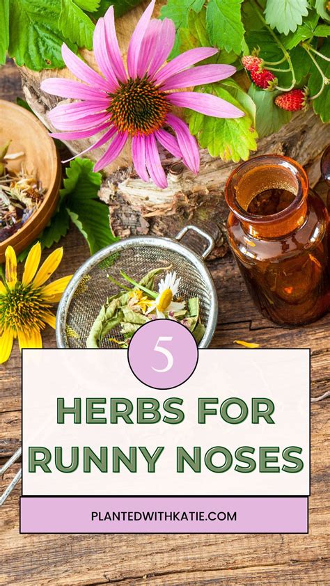 5 Herbs To Stop Runny Nose | Runny nose remedies, Runny nose, Cold symptoms