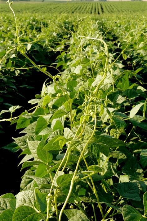 Growing Pinto Beans When To Plant at Jessie Simmon blog