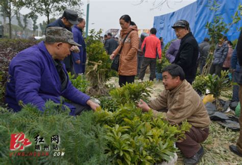 第二届广西花卉苗木交易会在桂林开幕 - 产业 - 中国网•东海资讯