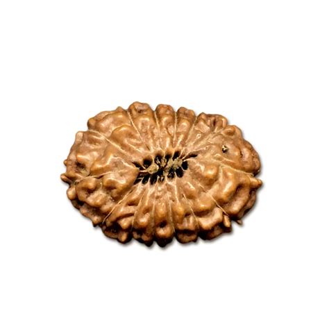 14 Mukhi Indonesian Rudraksha Large – RudraShiv Blessing