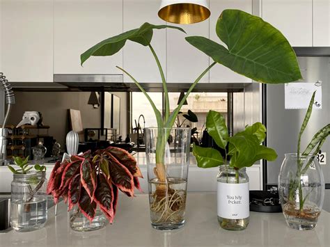 Image result for Rudsta Hack