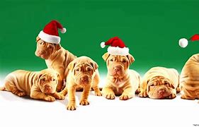 Image result for Cute Christmas Animals