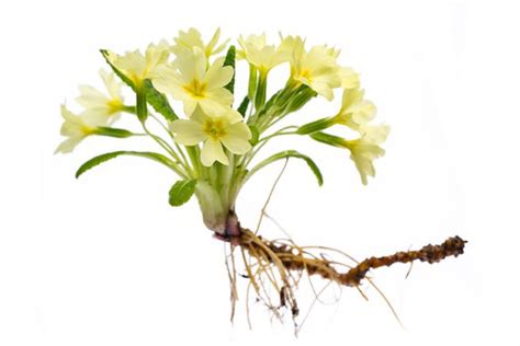 First Botany 的图像结果