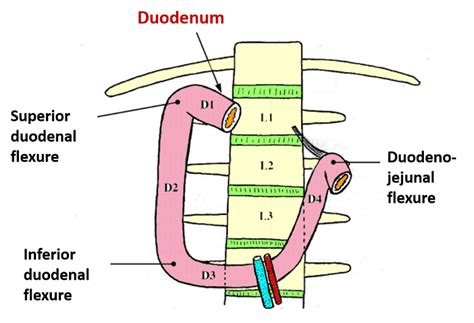 Image result for Duodenum Part