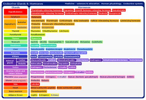 Image result for Endocrine System Flow Chart