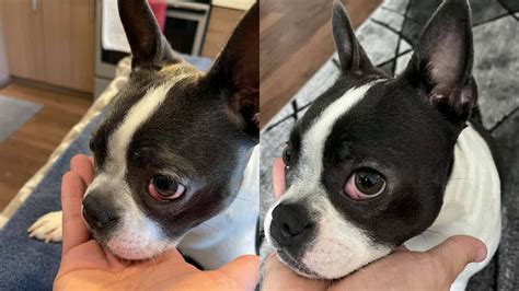 Image result for Cockapoo Tail