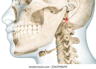 Image result for Temporal Styloid Process Anatomy