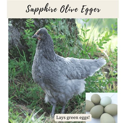 Sapphire Olive Egger – Little Moments Outside