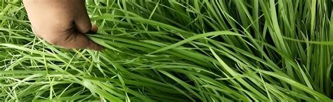Makkhan Grass Seeds for Animal Feed 100 Grams : Amazon.in: Garden ...