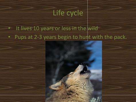 Image result for Wolves Life Cycle