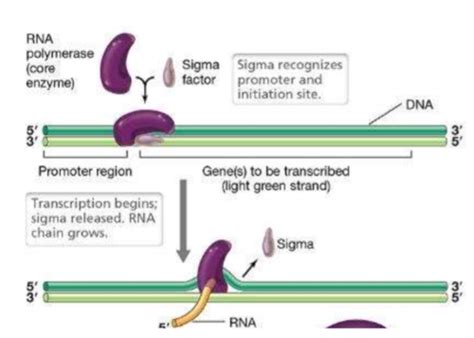 Eukaryotic transcription factors fall into two categories. Which factors must always be present as t