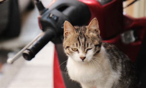 Fun facts About Cats Body Language