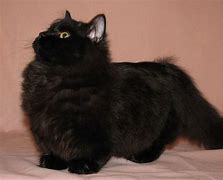 Image result for Munchkin Cat Black with Green Eyes